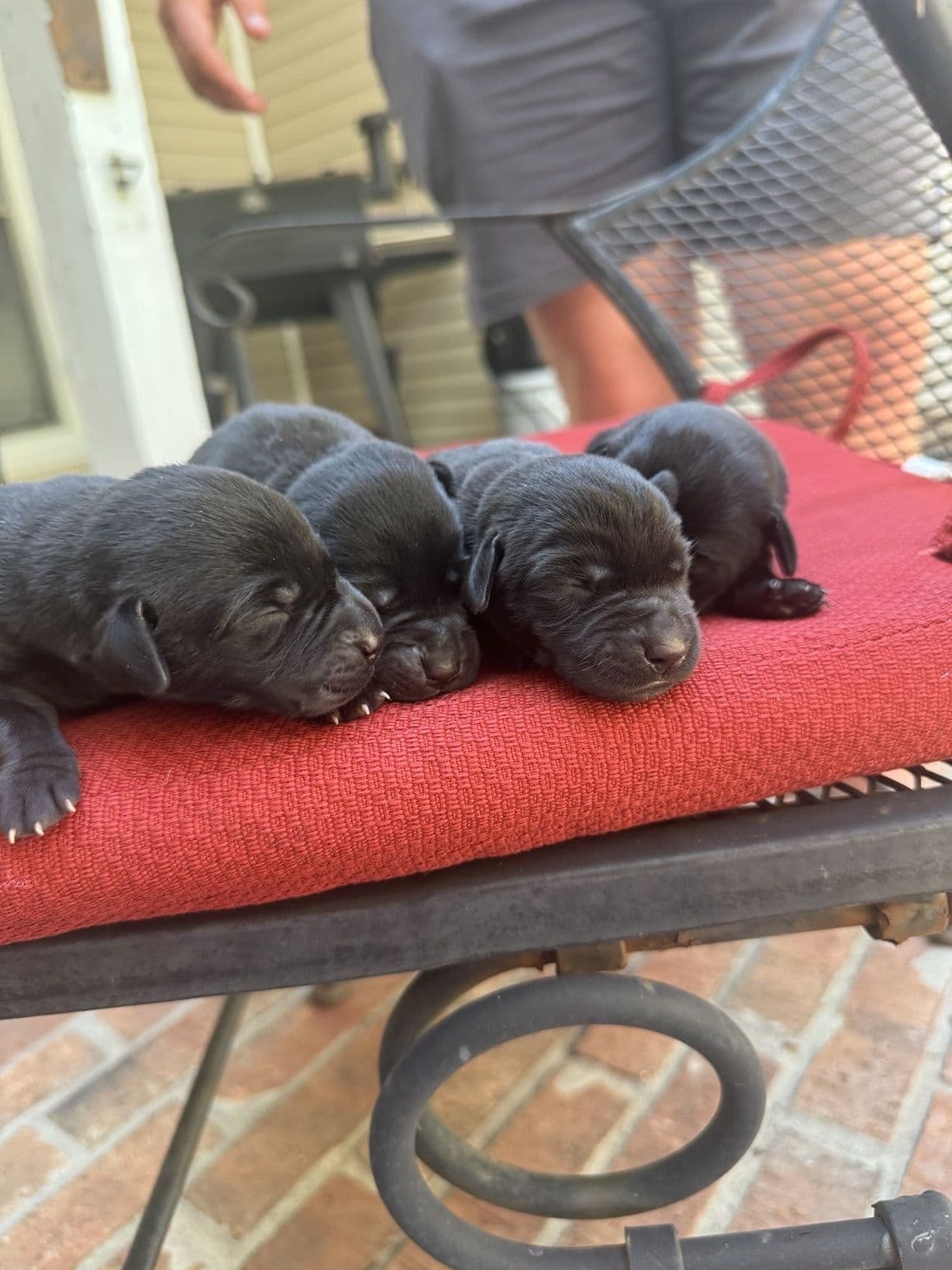 Labrador Retriever Puppies breeder image 3