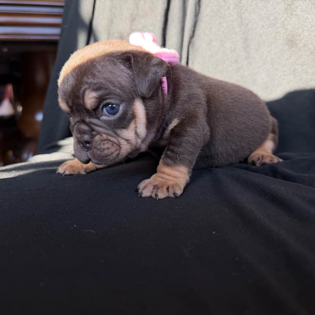 Bulldog Females media 3