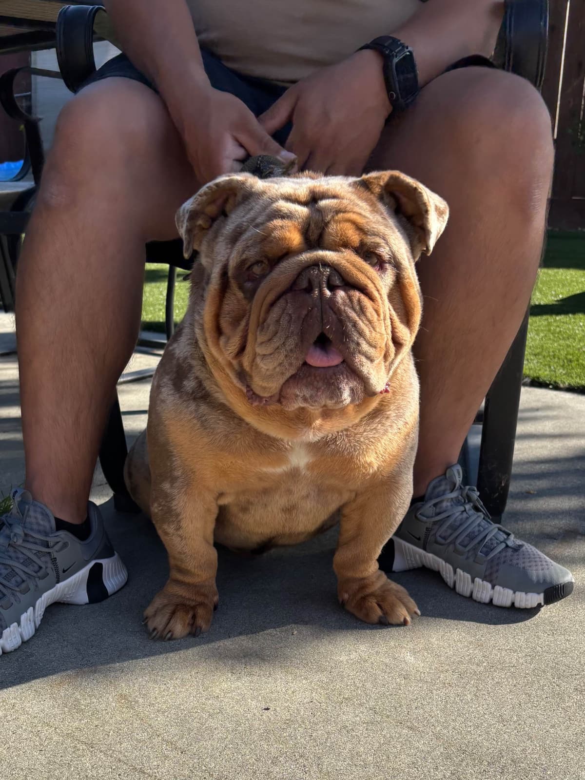 Bulldog Females breeder image 2