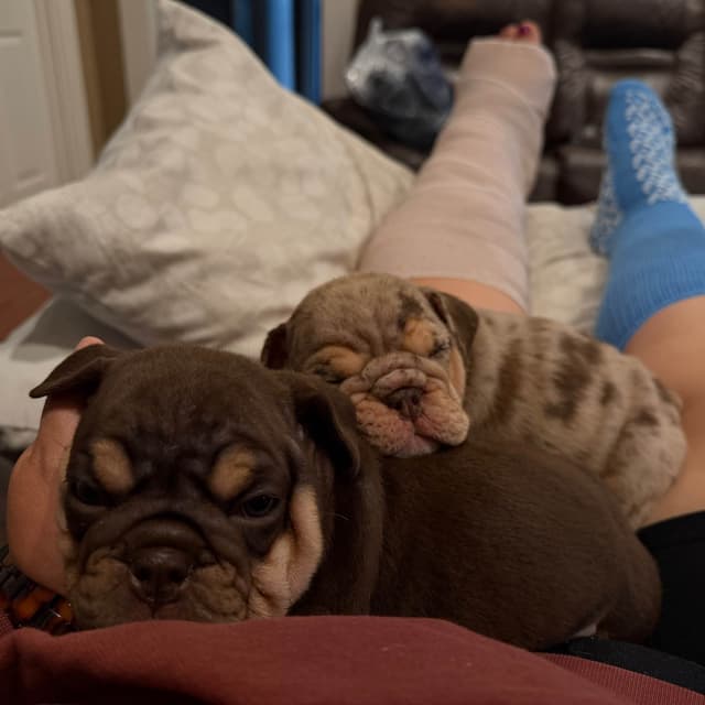 Bulldog Females media 4
