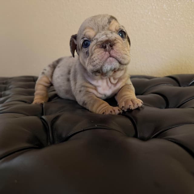 Bulldog Females media 5