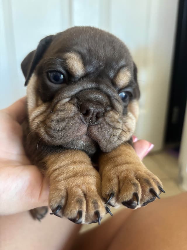 Bulldog Females media 6