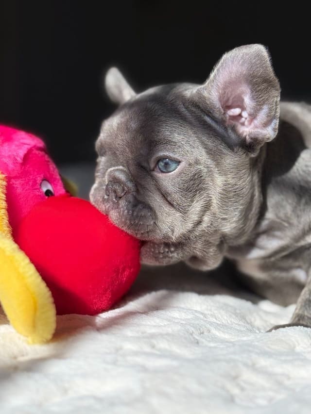 French Bulldog Puppies media 2