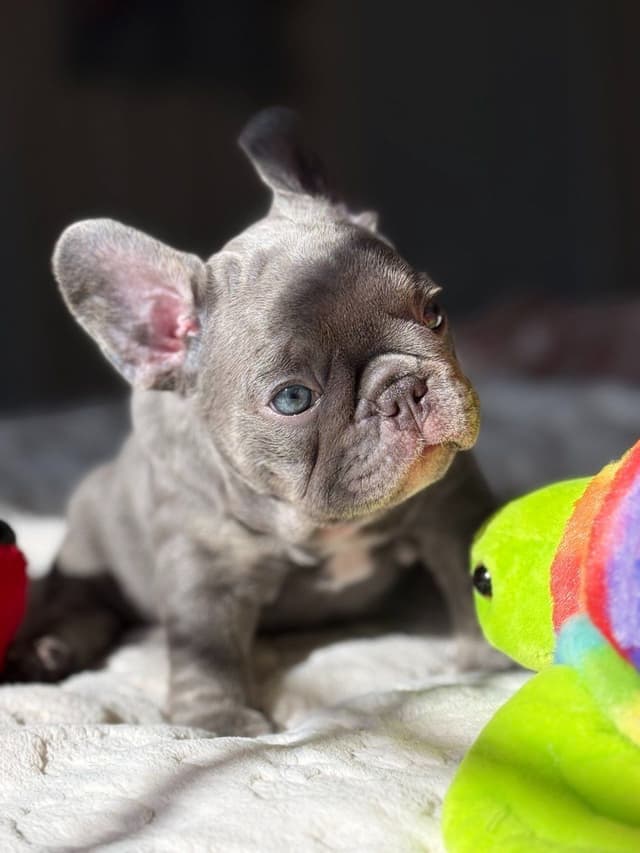 French Bulldog Puppies media 3