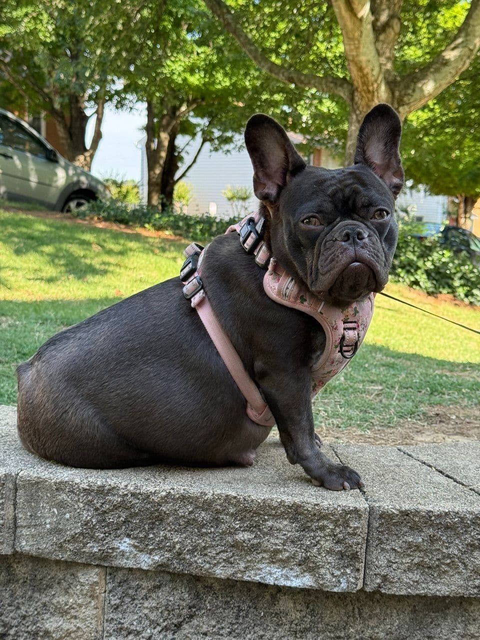 French Bulldog Puppies breeder image 1