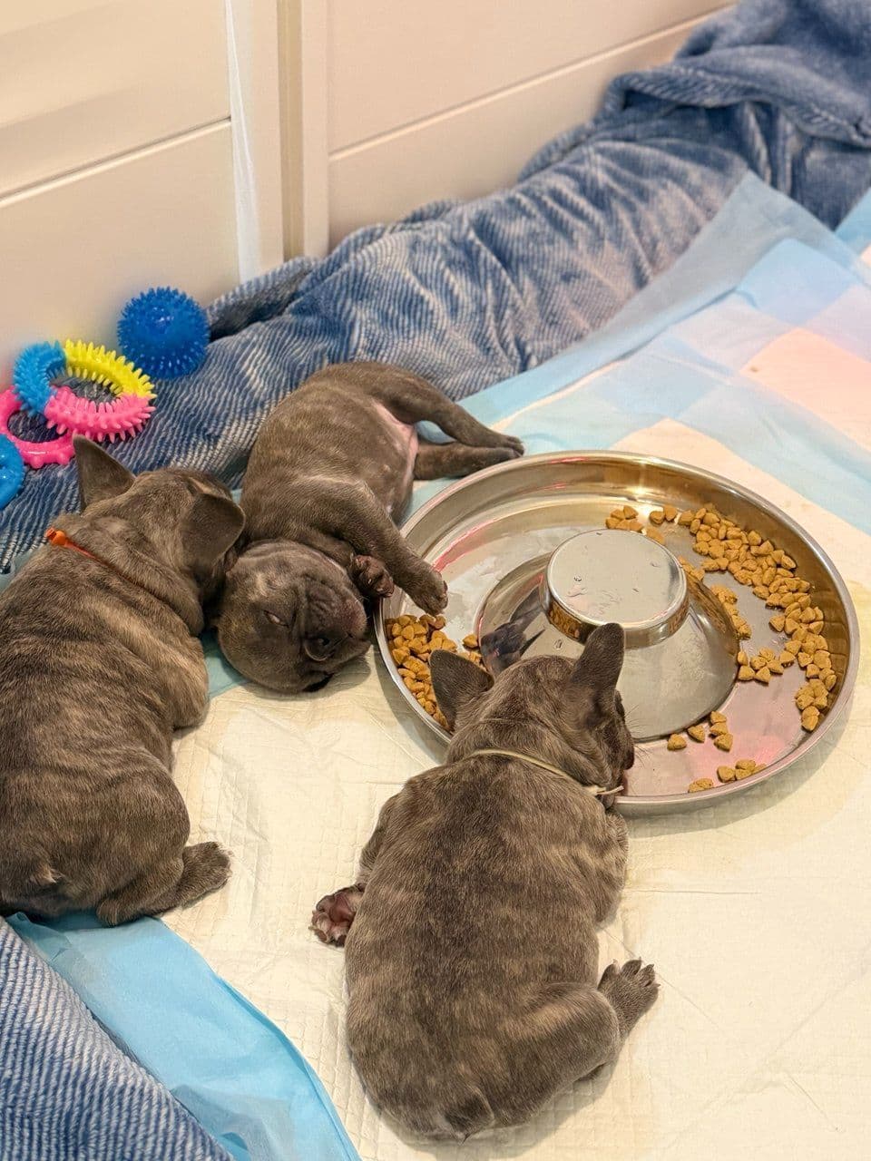 French Bulldog Puppies breeder image 9