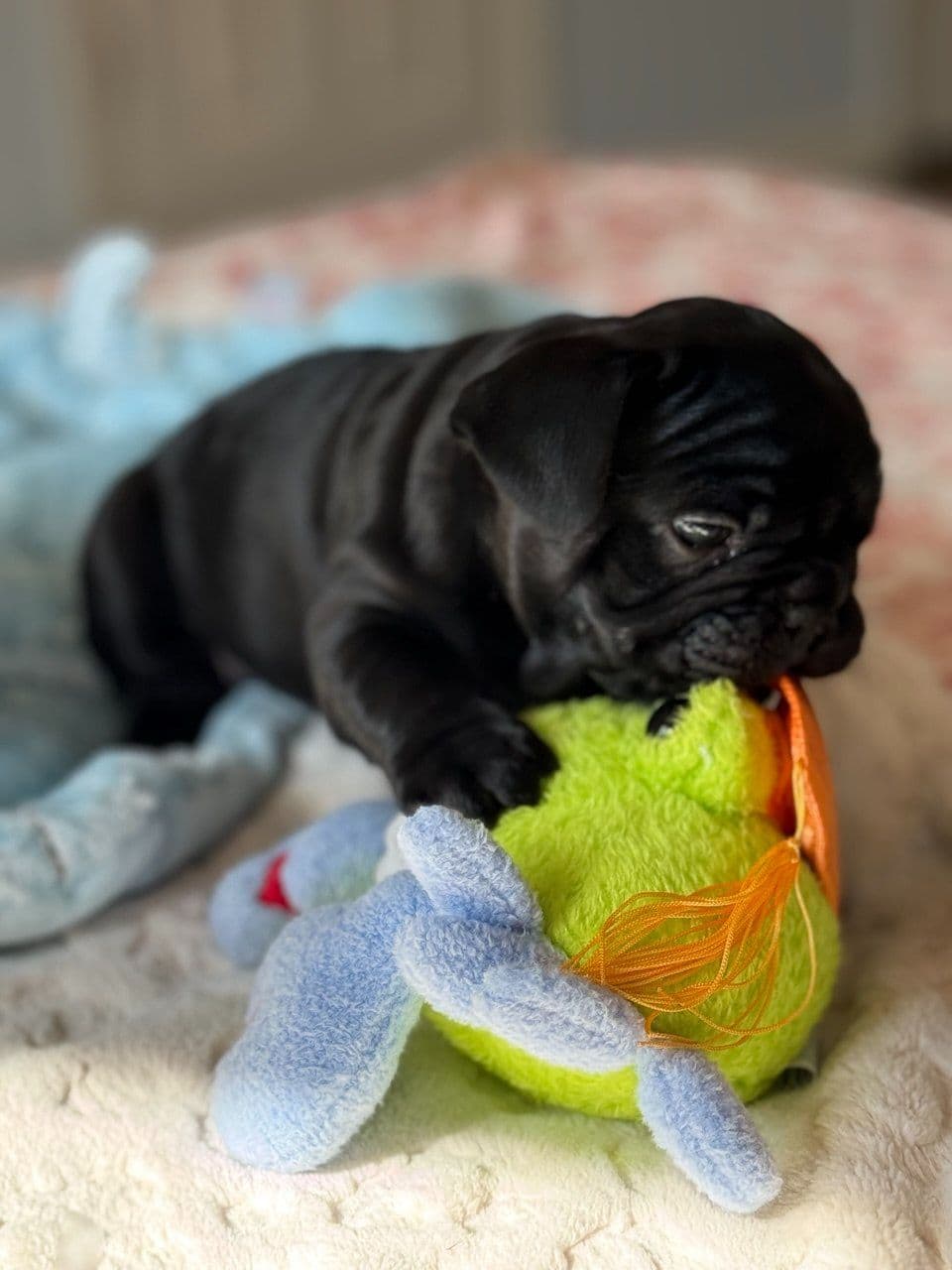 French Bulldog Puppies breeder image 8