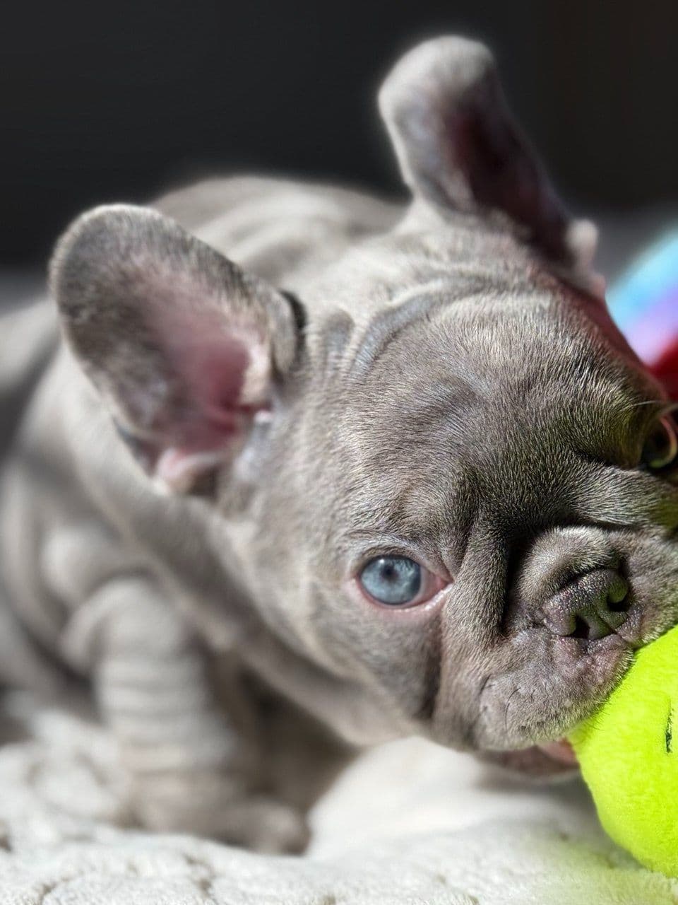 French Bulldog Puppies breeder image 2