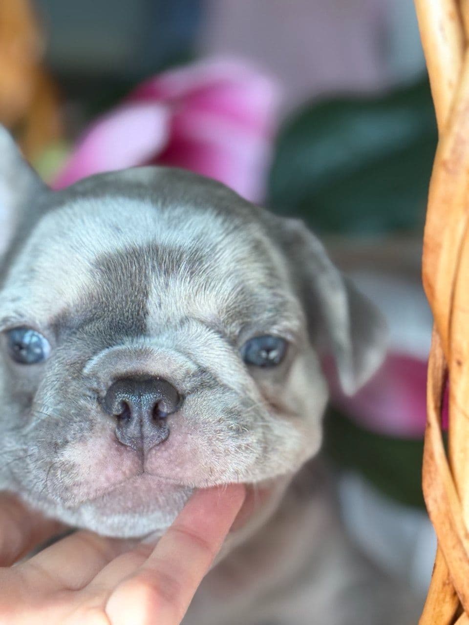 French Bulldog Puppies breeder image 5