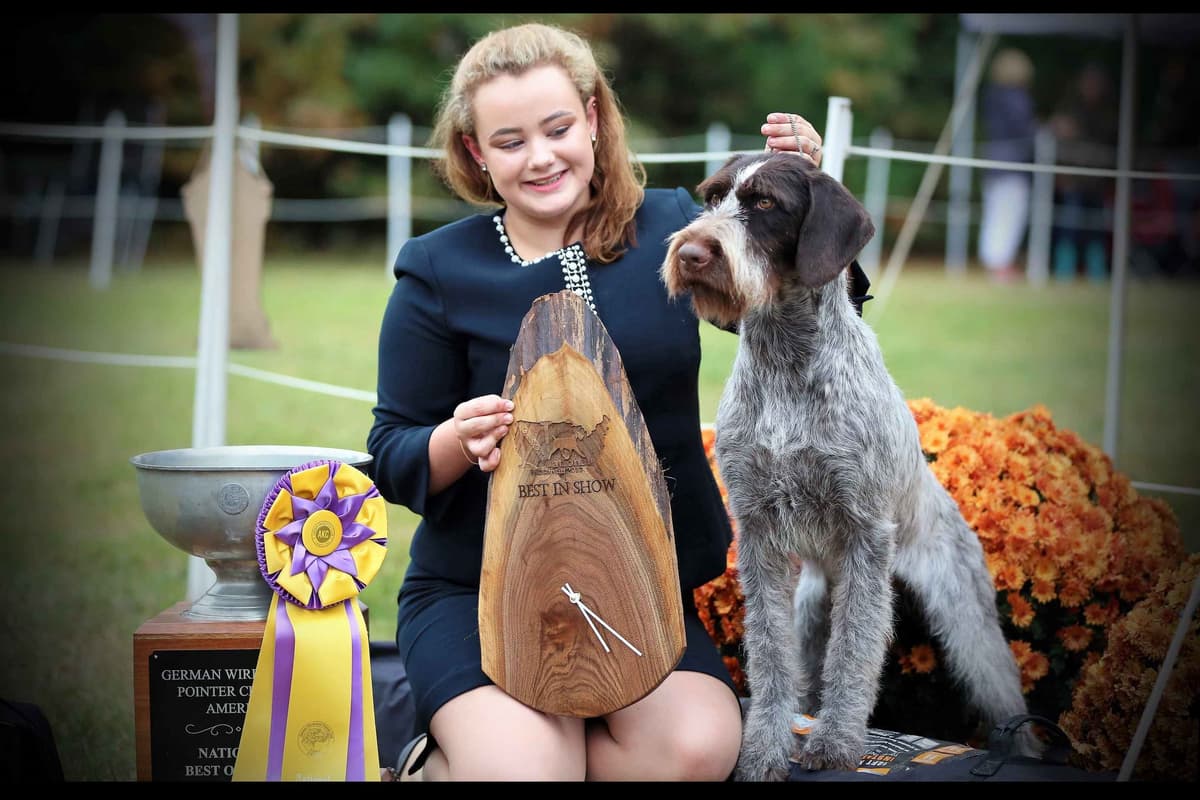 German Wirehaired Pointer Puppies breeder image 1