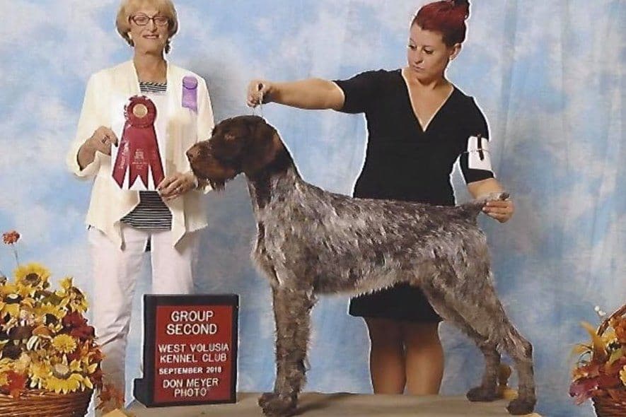 German Wirehaired Pointer Puppies breeder image 3