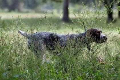 German Wirehaired Pointer Puppies breeder image 4