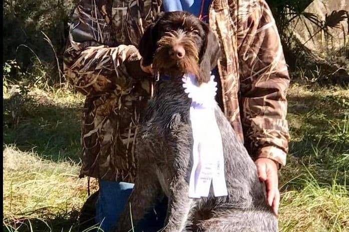 German Wirehaired Pointer Puppies breeder image 10
