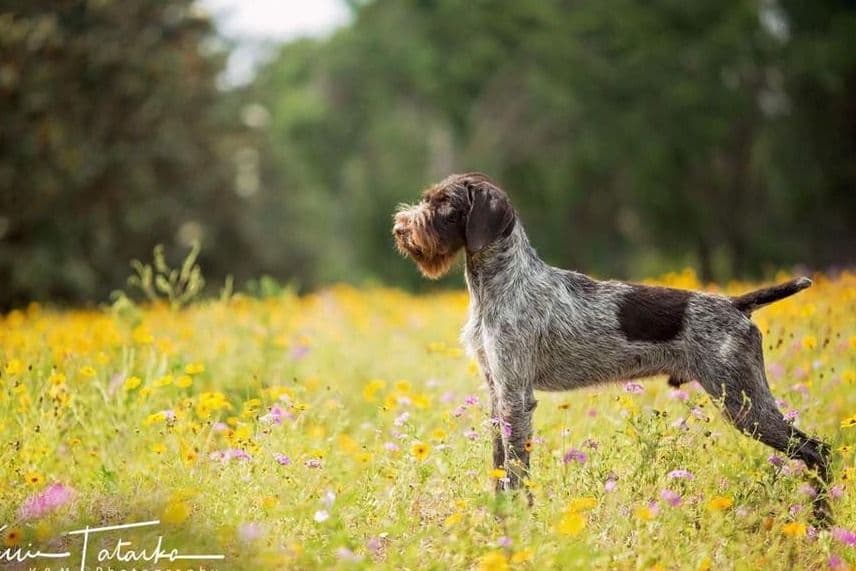 German Wirehaired Pointer Puppies breeder image 12