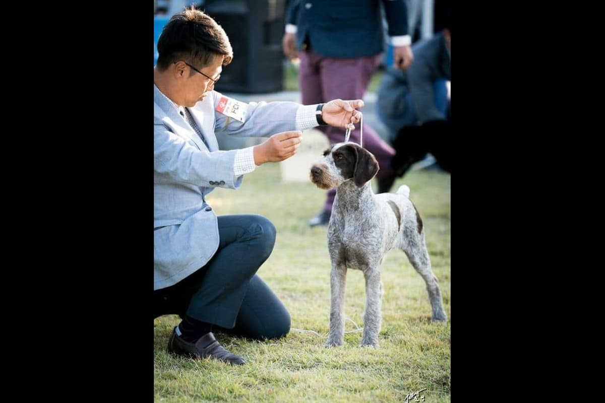 German Wirehaired Pointer Puppies breeder image 13