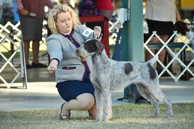 German Wirehaired Pointer Puppies breeder image 14