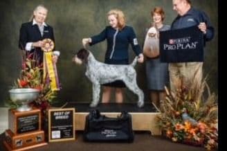 German Wirehaired Pointer Puppies breeder image 15