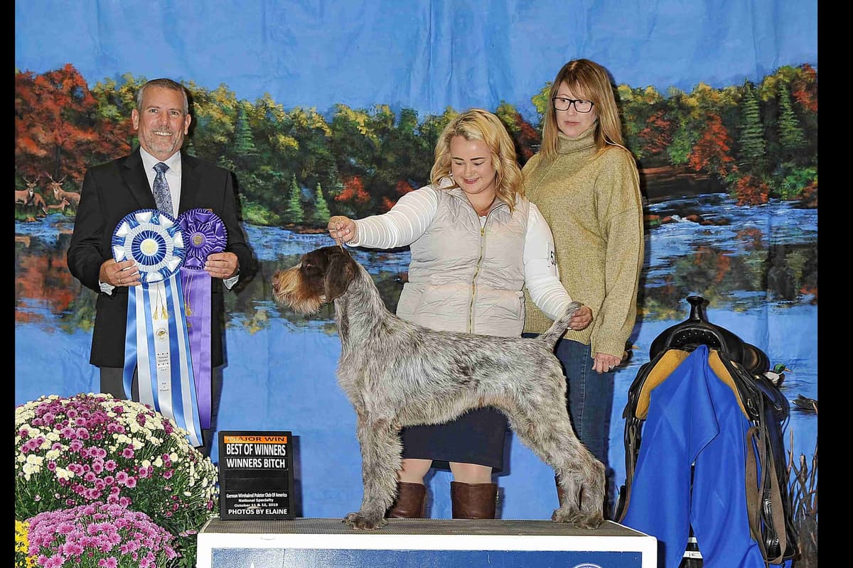 German Wirehaired Pointer Puppies breeder image 16