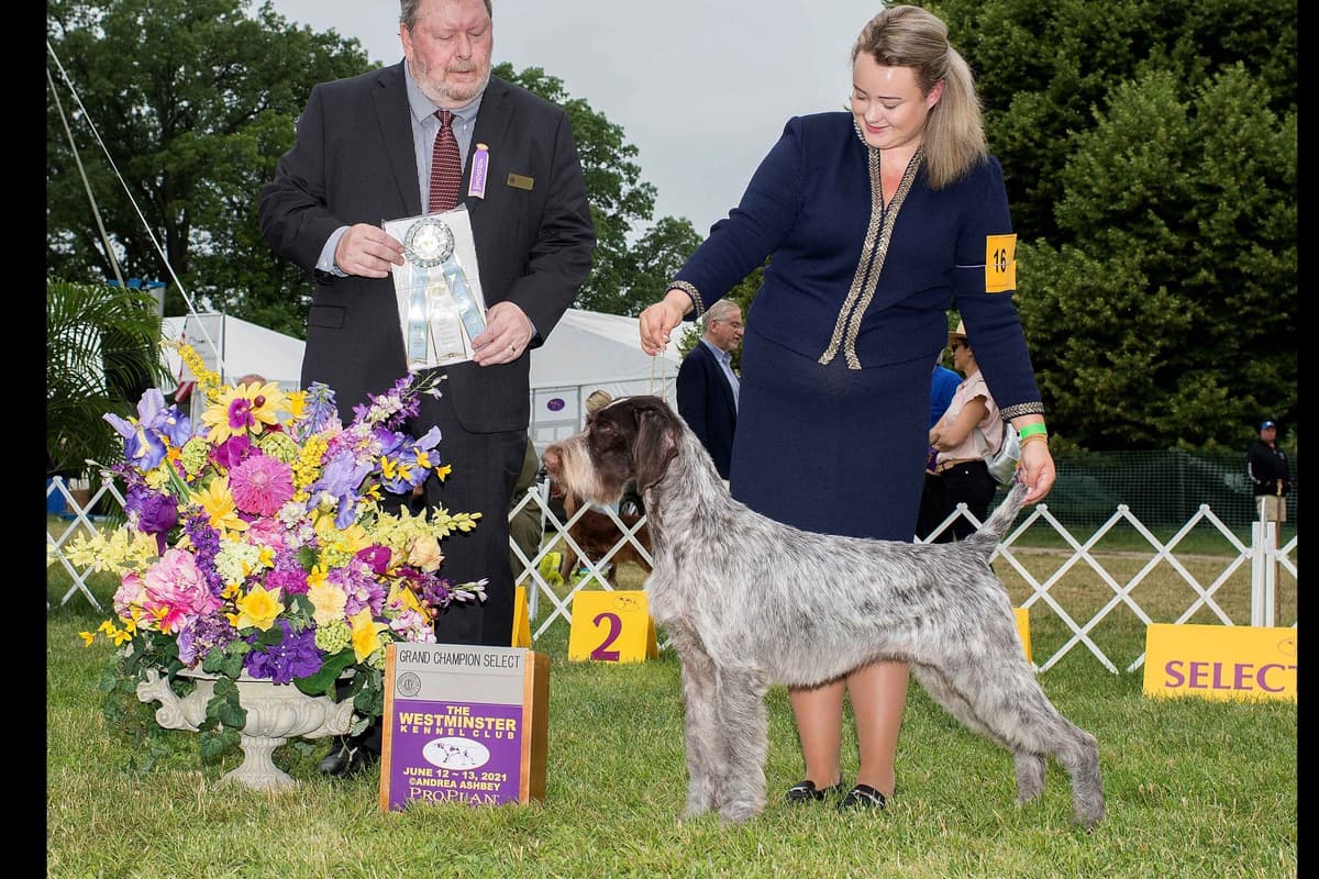 German Wirehaired Pointer Puppies breeder image 17