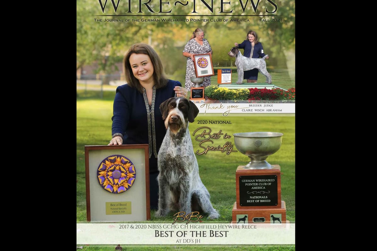 German Wirehaired Pointer Puppies breeder image 18
