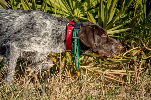 German Wirehaired Pointer Puppies media 3