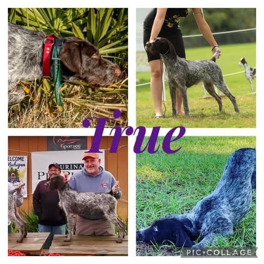 German Wirehaired Pointer Puppies media 4