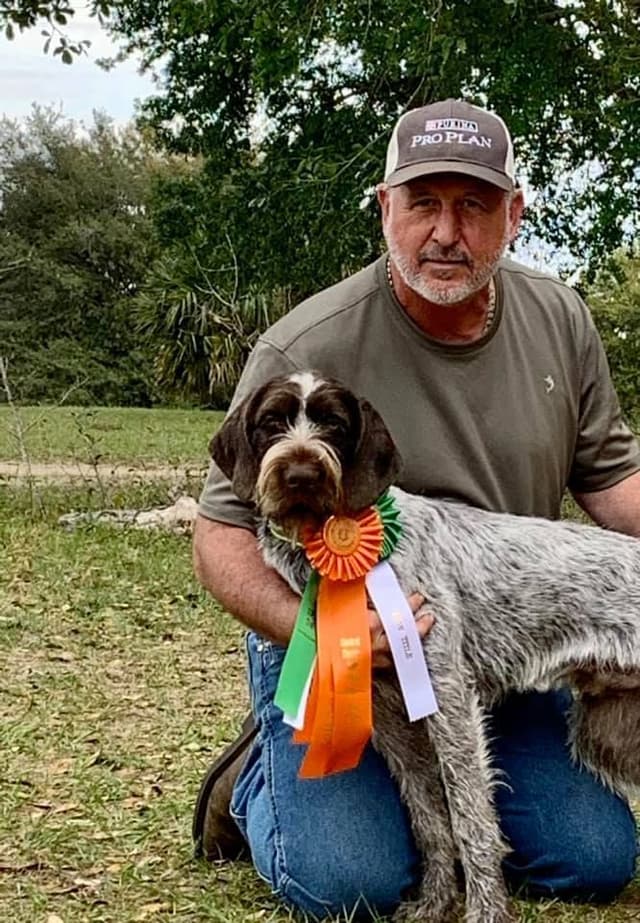 German Wirehaired Pointer Puppies media 6
