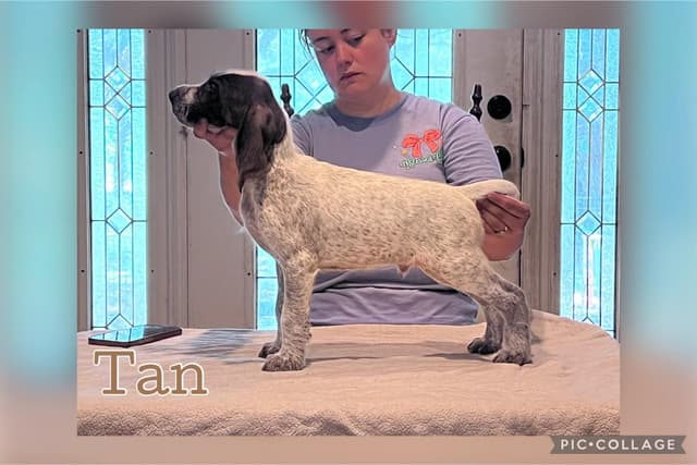 German Wirehaired Pointer Puppies media 7