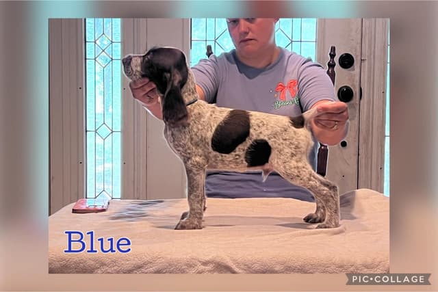 German Wirehaired Pointer Puppies media 8