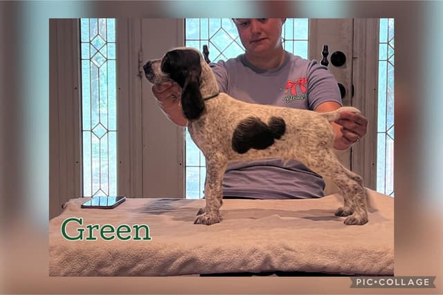 German Wirehaired Pointer Puppies media 9