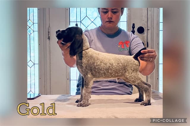German Wirehaired Pointer Puppies media 10