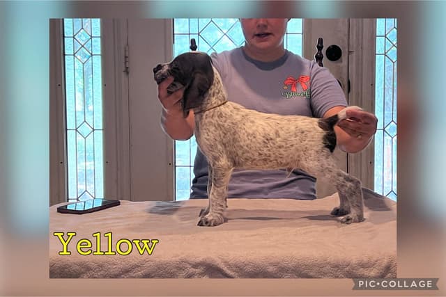 German Wirehaired Pointer Puppies media 11