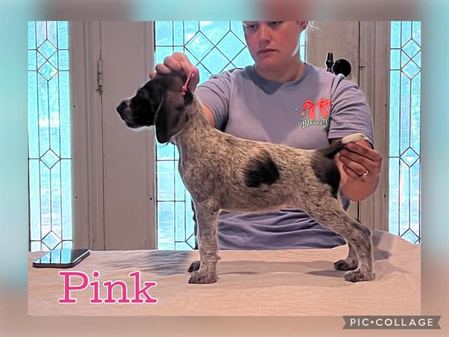 German Wirehaired Pointer Puppies media 12