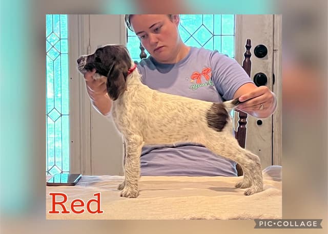 German Wirehaired Pointer Puppies media 13
