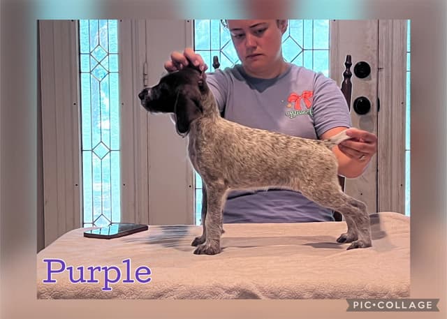 German Wirehaired Pointer Puppies media 14