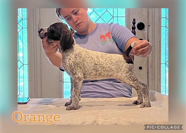 German Wirehaired Pointer Puppies media 15