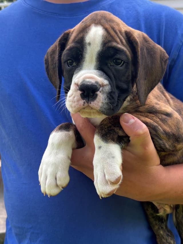 Boxer Puppies media 2