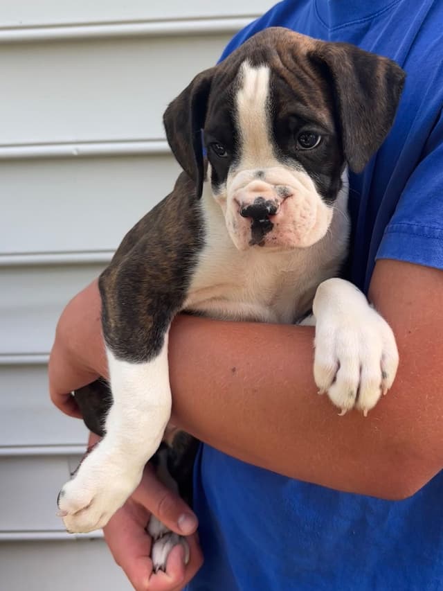 Boxer Puppies media 4