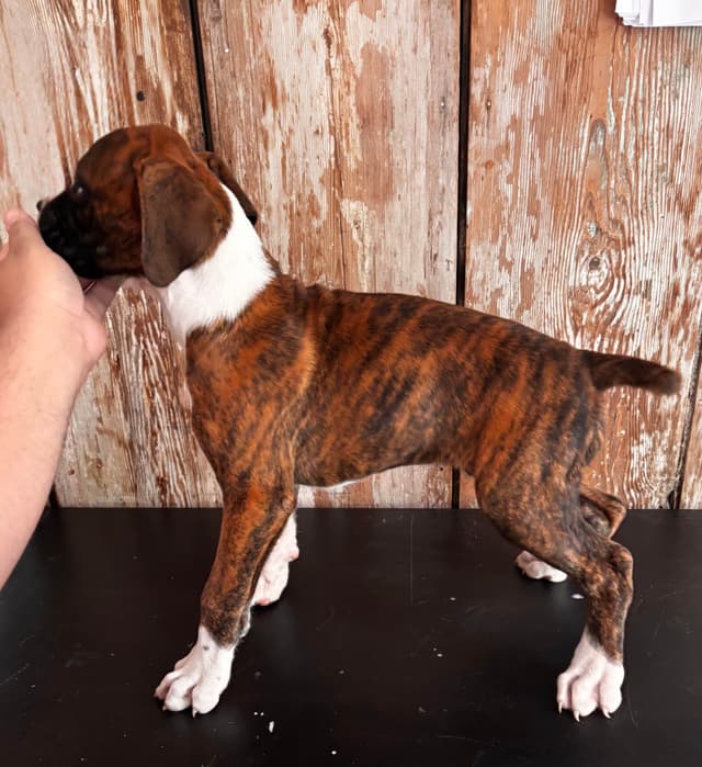 Boxer Puppies media 5