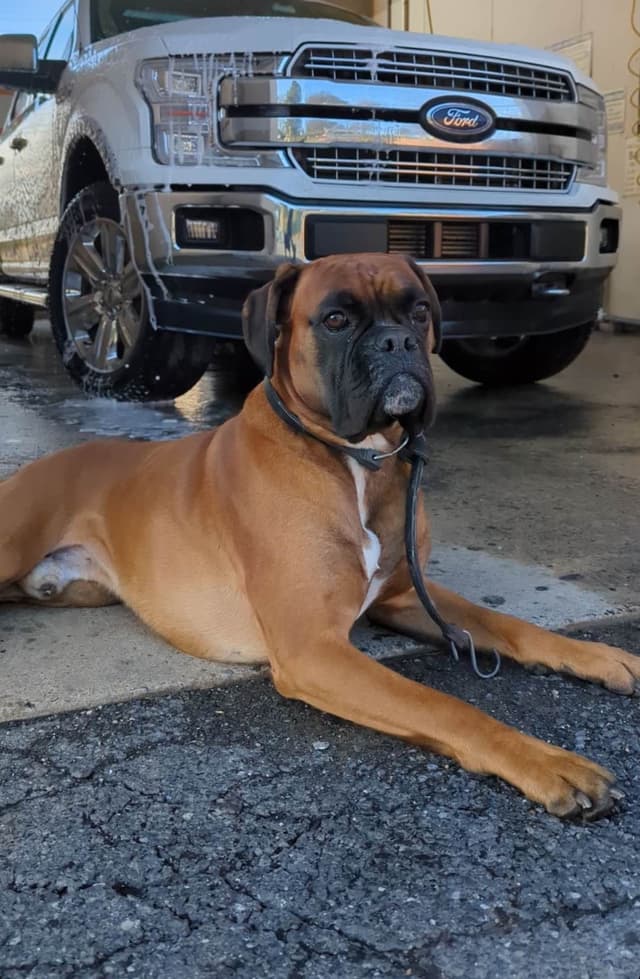 Boxer Puppies media 6