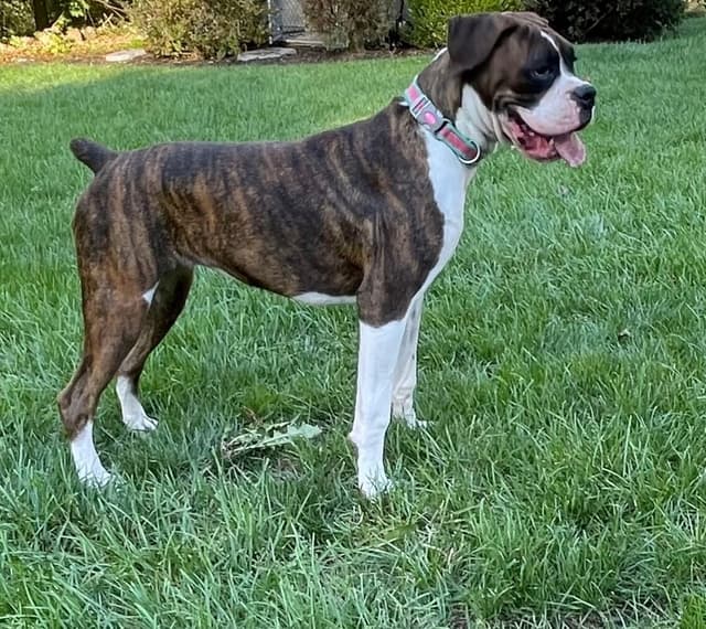 Boxer Puppies media 8