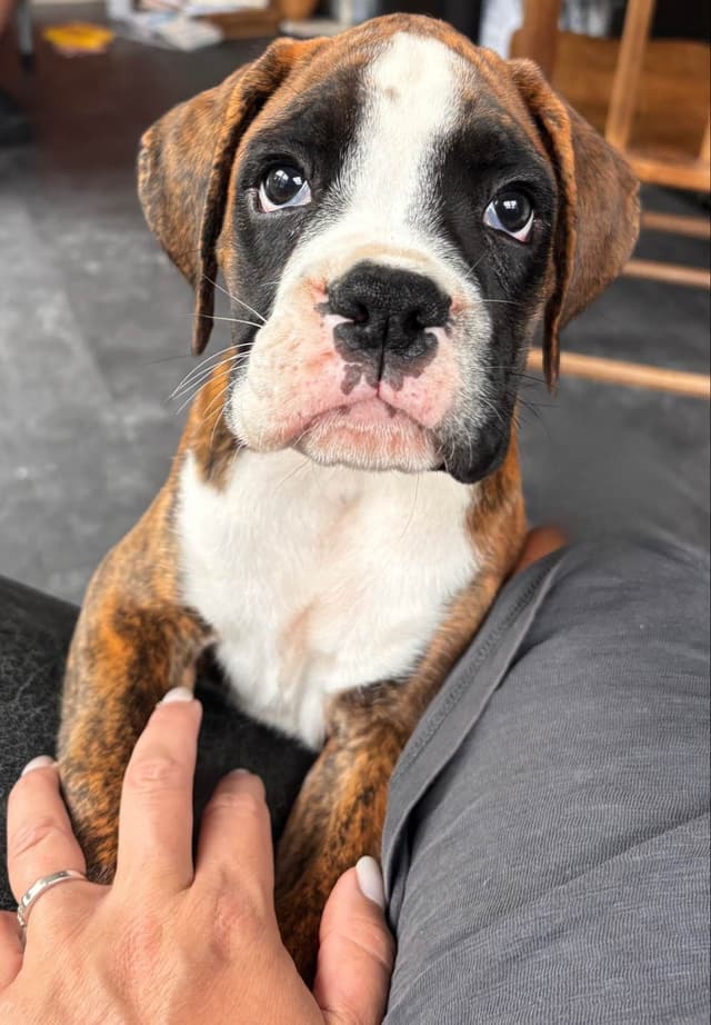 Boxer Puppies media 7