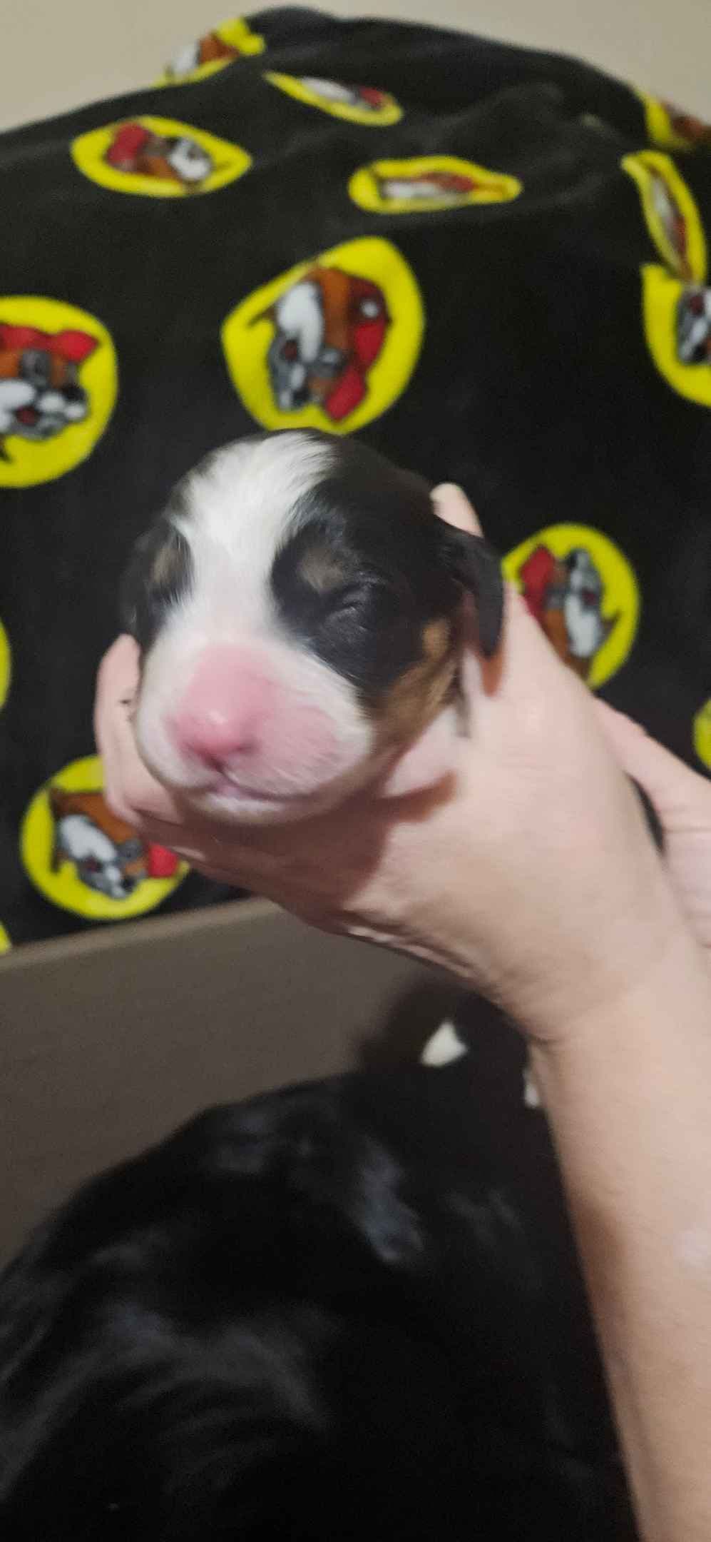 Bernese Mountain Dog Puppies breeder image 1
