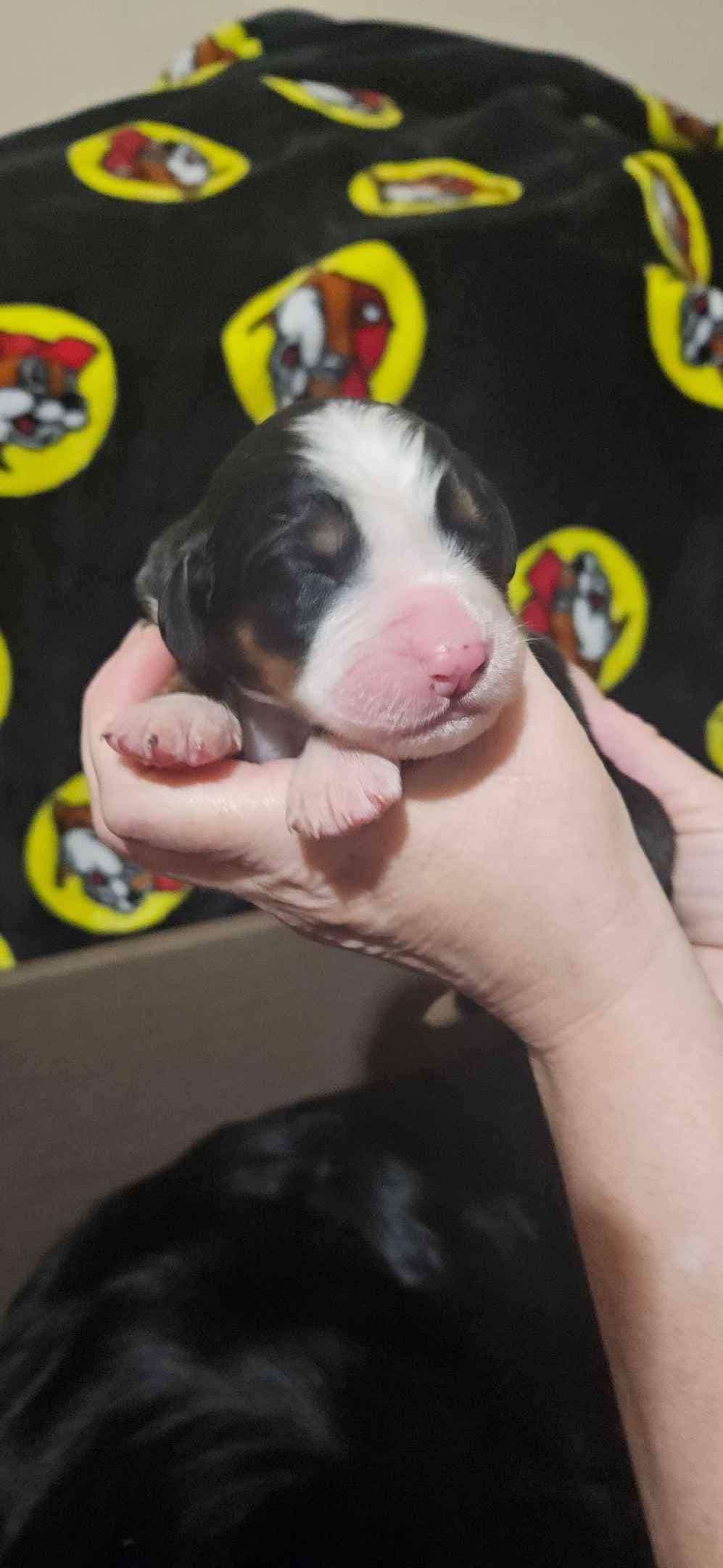 Bernese Mountain Dog Puppies breeder image 4