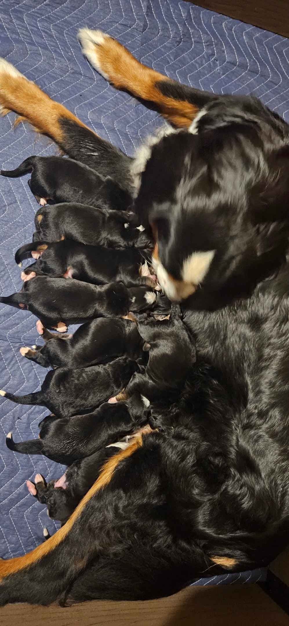 Bernese Mountain Dog Puppies breeder image 5