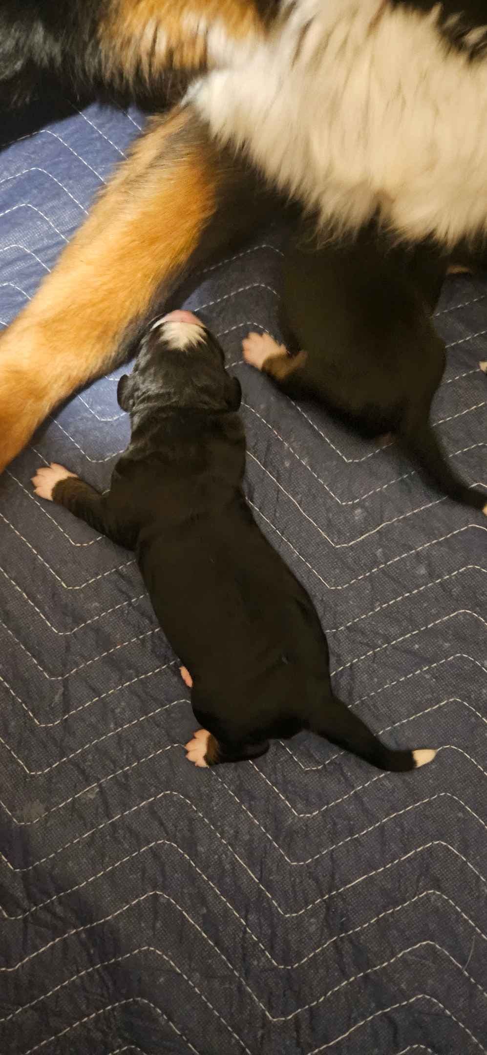 Bernese Mountain Dog Puppies breeder image 9