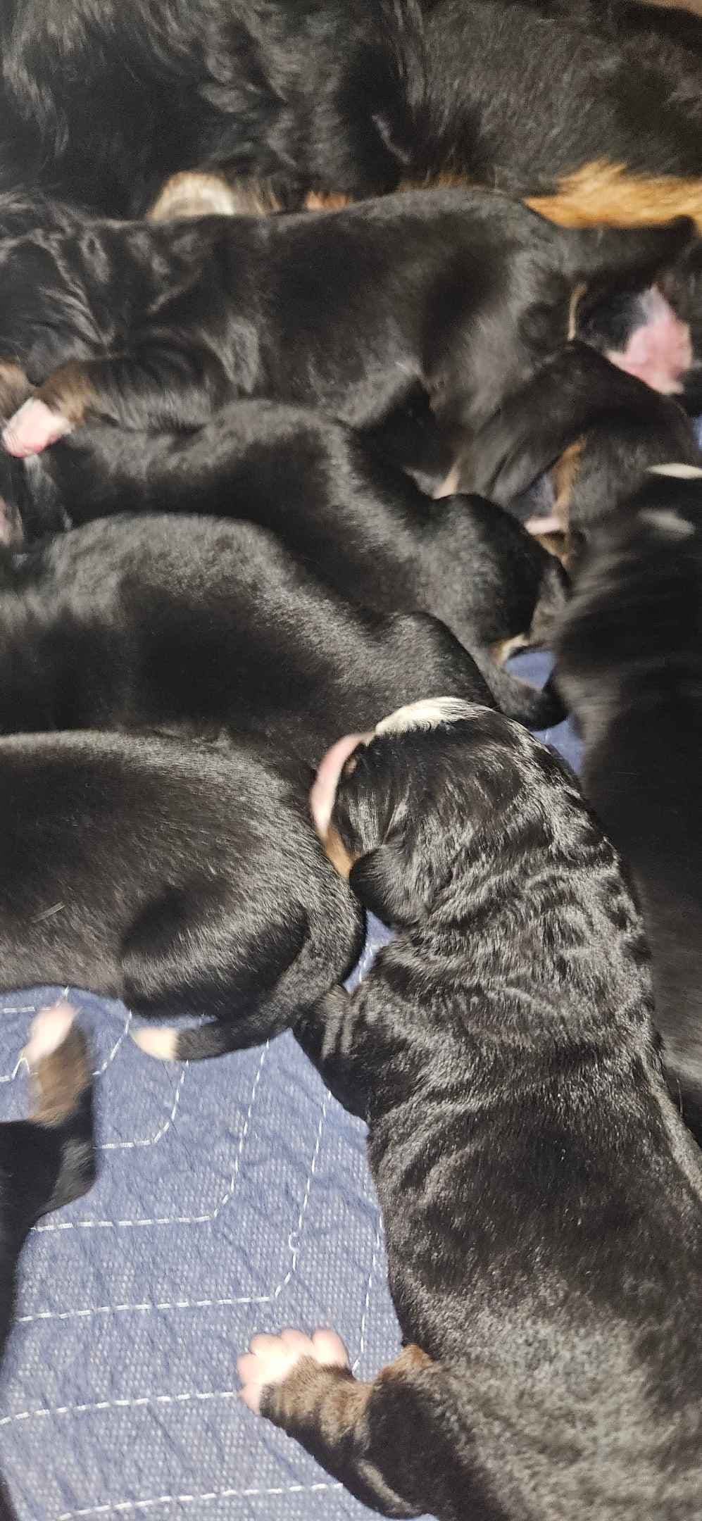 Bernese Mountain Dog Puppies breeder image 2