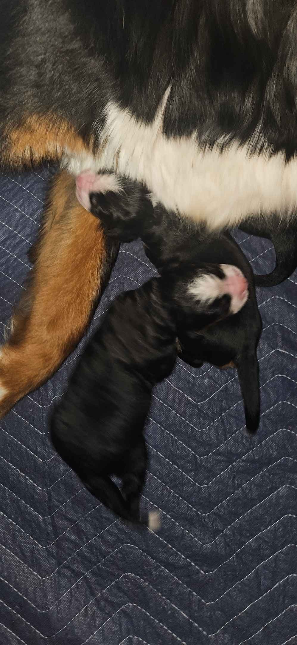 Bernese Mountain Dog Puppies breeder image 6