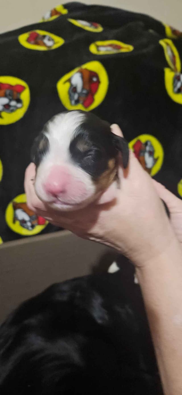 Bernese Mountain Dog Puppies media 2