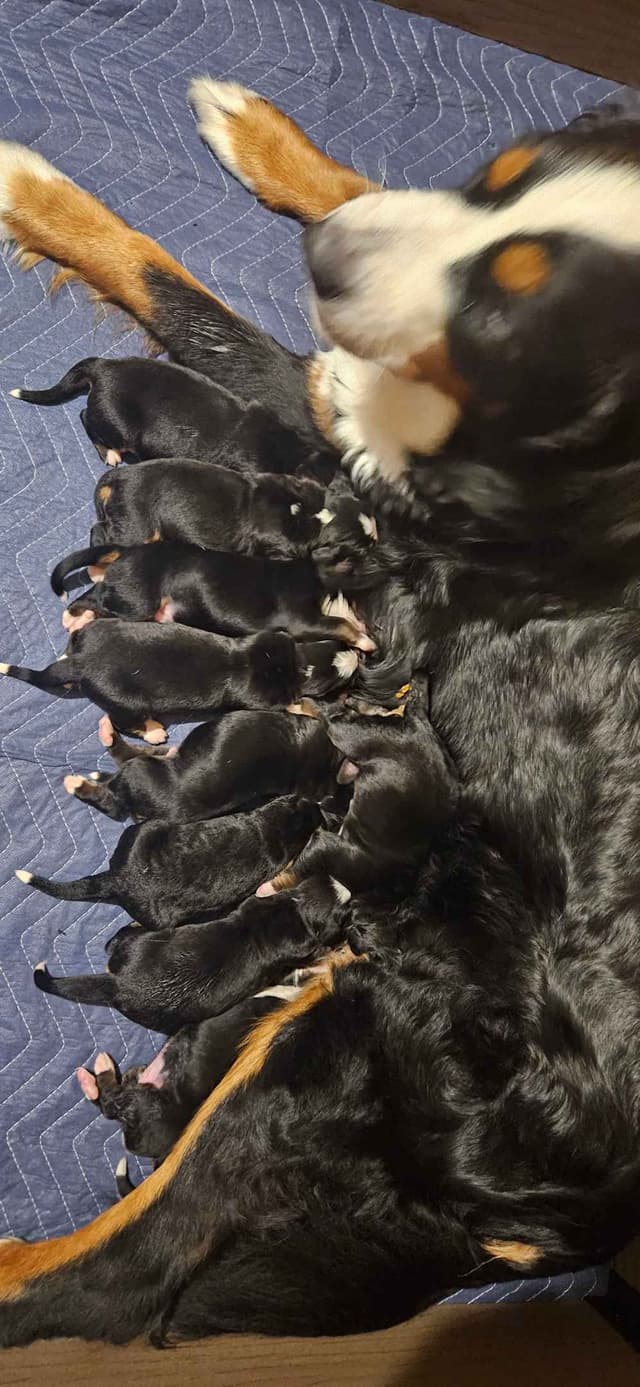 Bernese Mountain Dog Puppies media 10